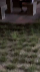 Pria ini Sedang Merayakan Ulang Tahun Dengan Anjing Nya Moment Yang Hangat