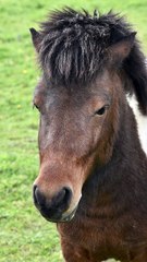 3 choses à sa voir sur le poney