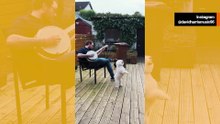 Suloinen video: Pieni koira ei voi vastustaa banjon soittoa – alkaa tanssia
