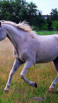 3 choses à savoir sur le pur sang anglais