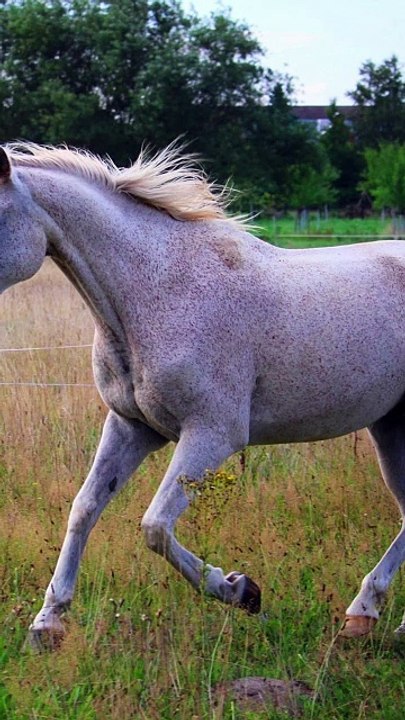 3 choses à savoir sur le pur sang anglais