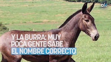 Así es como se le llama la cría del caballo y la burra: muy poca gente sabe el nombre correcto