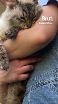 Elle est famille d’accueil pour les chats abandonnés