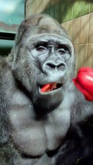 Gorilla Eating Amazing Video😍