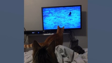 Most Expensive Fails