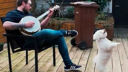 Schattige video: hondje kan het banjogeluid niet weerstaan en begint te dansen