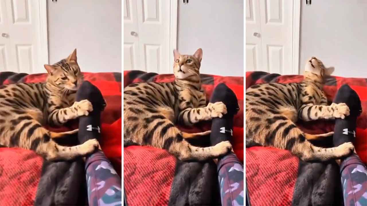 Vidéo hilarante : des chats souffrent d’un odorat trop sensible