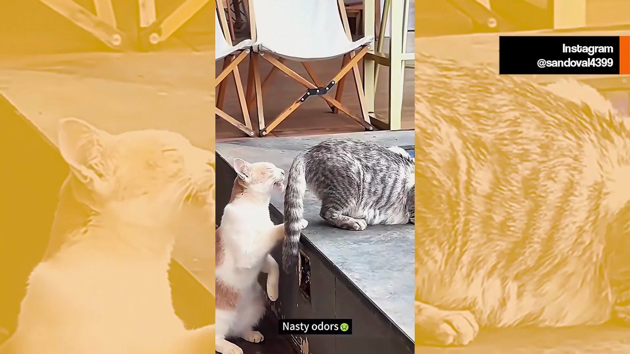 Hulvaton video näyttää kissat kärsimässä liian herkän hajuaistinsa takia