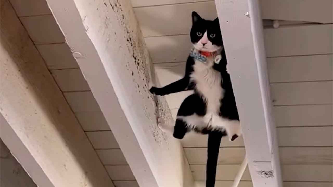 Indrukwekkende video laat dingen zien die alleen katten kunnen doen