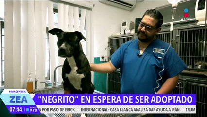 Negrito se recupera tras paliza y ya hay prospectos que lo quieren adoptar