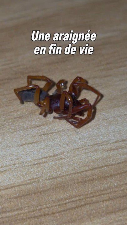Je n'ai rien pu faire pour la sauver mais au moins je peux vous partager ces images qui montrent tout le processus de fin de vie d'une araignée. 🥺