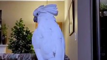 laugh till you cry with this hilarious parrot! 😂