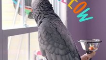 parrot calls the cat with a hilarious miauuu! 🐱😂