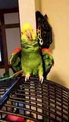 parrot laughing and talking to itself  hilarious! 😂