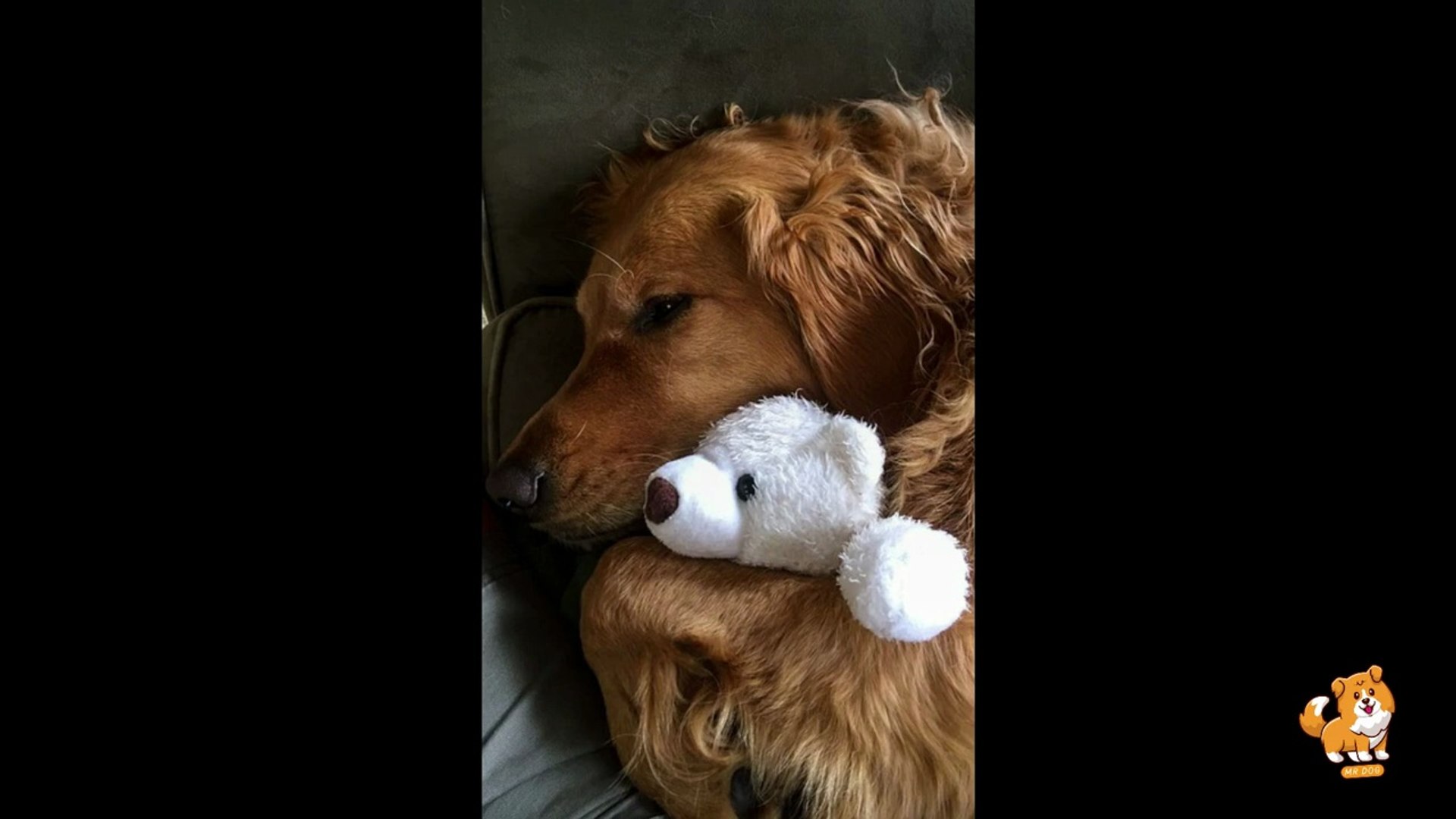 ⁣How To Choose Right Dog Food _ V14 _ Cute Dog Videos _ Dogs _ Dog _ Funny Dogs _ Cute Dog _ Mr Dog