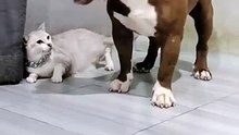 playful dog wants to play but cat says no! 😂