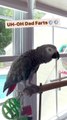 parrot makes a funny fart sound hilarious! 😂