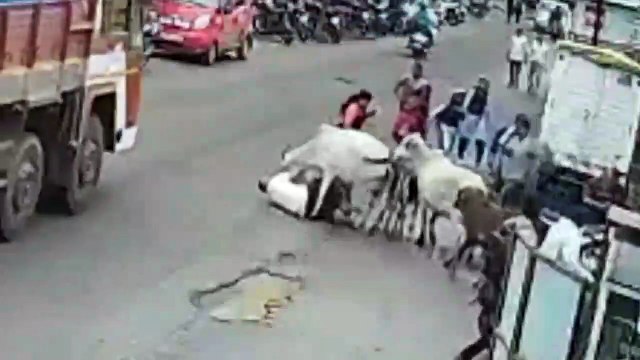 VIDEO: Hombre muere tras ser atacado por vacas callejeras en la India
