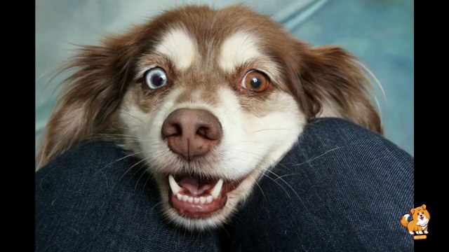 Best Toys For Different Sizes Of Dogs _ V15 _ Cute Dog Videos _ Dogs _ Dog _ Cute Dog _ Toys _Mr Dog