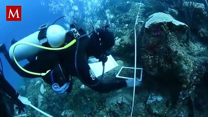 ¿Real o alien? El viral pez barril del Pacífico que parece de otro mundo