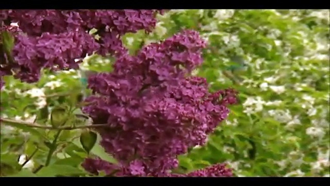 MONIKA MARTIN — SCHWEIGE MEIN HERZ | MONIKA MARTIN — MEINE LIEDER, MEINE TRÄUME | (2010)