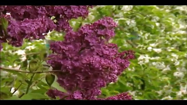 MONIKA MARTIN — SCHWEIGE MEIN HERZ | MONIKA MARTIN — MEINE LIEDER, MEINE TRÄUME | (2010)