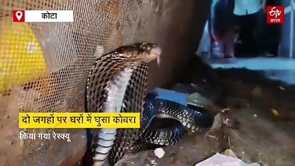 कहीं पंखे से तो कहीं सोफा में घुसा था कोबरा, किया गया रेस्क्यू