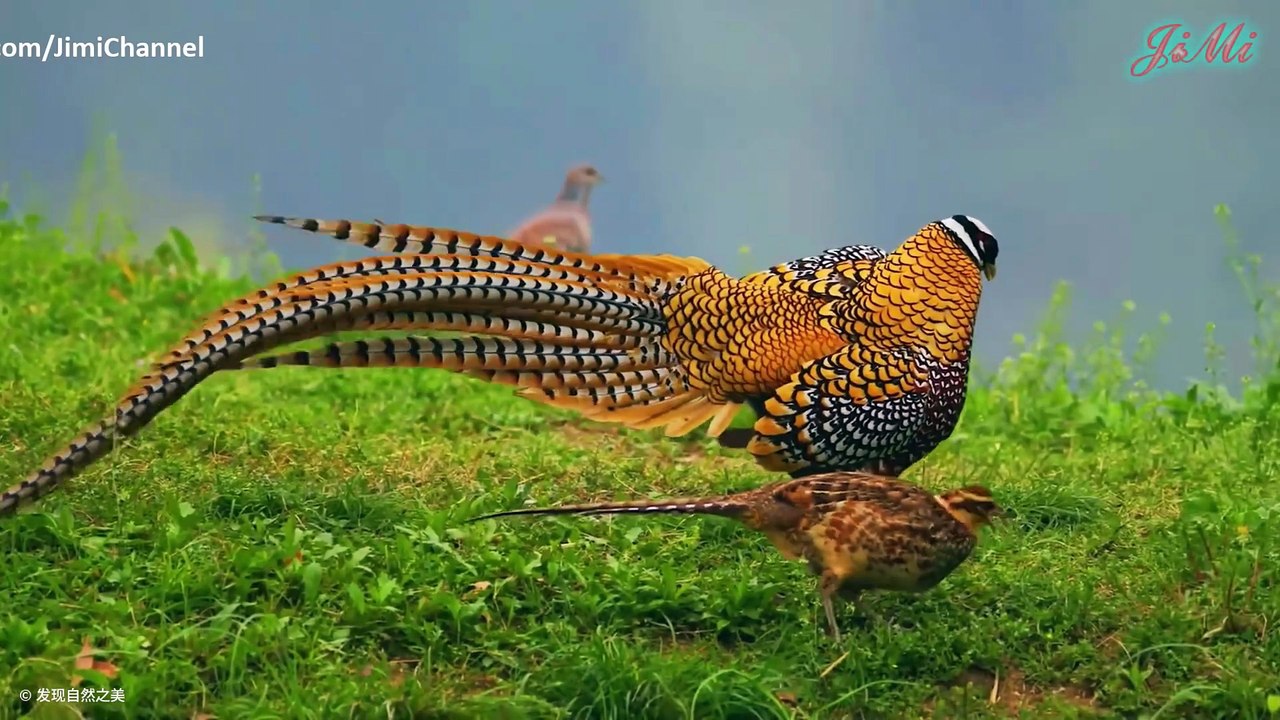 Trĩ hoàng đế – Vẻ đẹp lộng lẫy giữa rừng sâu phương Đông