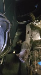 Person Finds Kittens Inside Their Wrecked Car