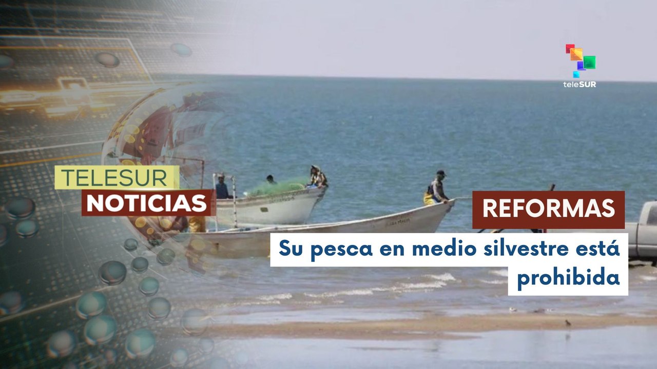 Gobierno de México realiza esfuerzos para proteger a la "Totoaba " del peligro de extinción