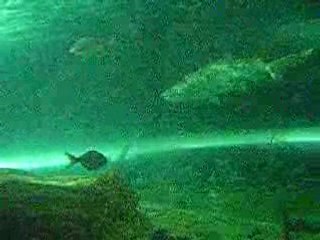Aquarium requin sydney