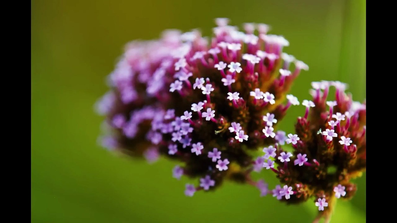 BUGONIA Bande Annonce VF (2025) Emma Stone, Yorgos Lanthimos