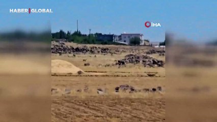 Siverek'te nesli tükenme tehlikesi altındaki ceylanlar görüntülendi