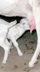 Pets Life #petslife #Viral #Funny #beauty