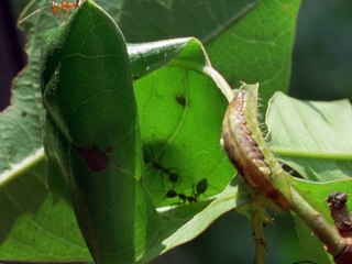 Trials of Life_06of12 Living Together