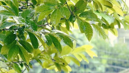 RAINING BEAUTIFUL VIEW | RAIN | DROPS |