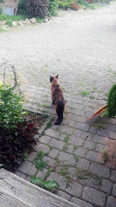 Here comes the Boss :)