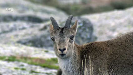 Vida sobre las rocas