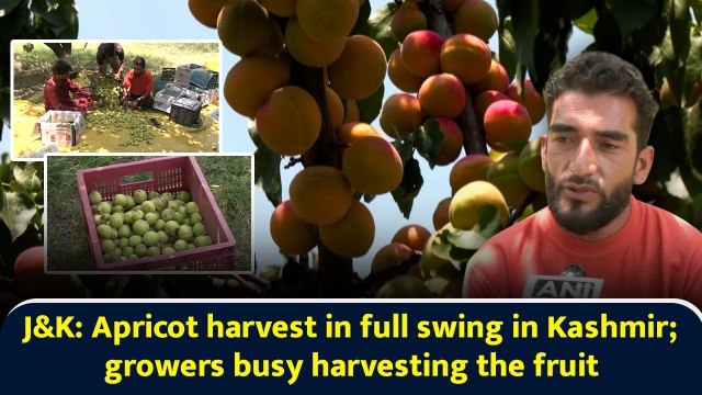 J&K: Apricot harvest in full swing in Kashmir; growers busy harvesting the fruit
