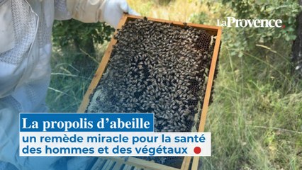 La propolis d’abeille, un remède miracle pour la santé des hommes et des végétaux