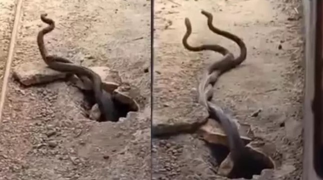 Metrelerce uzunlukta yılanlar paniğe neden oldu