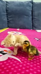 Kitten and duckling adorable friends 🐱🦆❤️