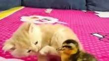 Kitten and duckling adorable friends 🐱🦆❤️