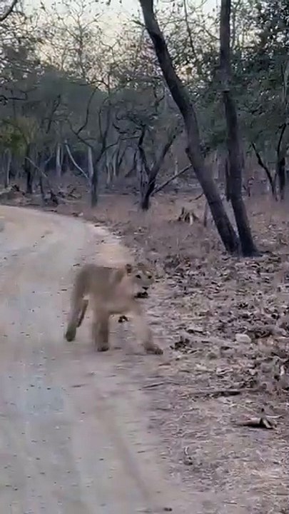 Things to Do in Gir