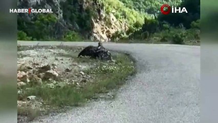 Artvin’de kartalın yılanı avladığı anlar viral oldu