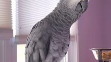 Parrot says alexa dad farts 😂