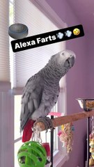 Parrot says alexa dad farts 😂