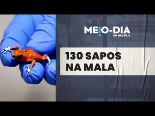 Brasileira é presa na Colômbia com 130 sapos venenosos na mala