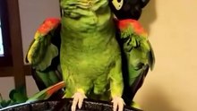 Funny parrot talking alone