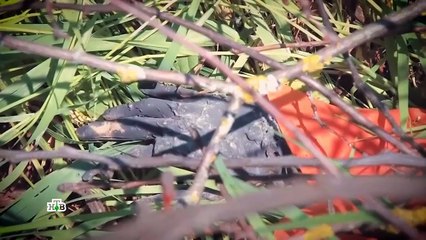 «Отверженный» | Фильм из цикла «Следствие вели…» с Леонидом Каневским